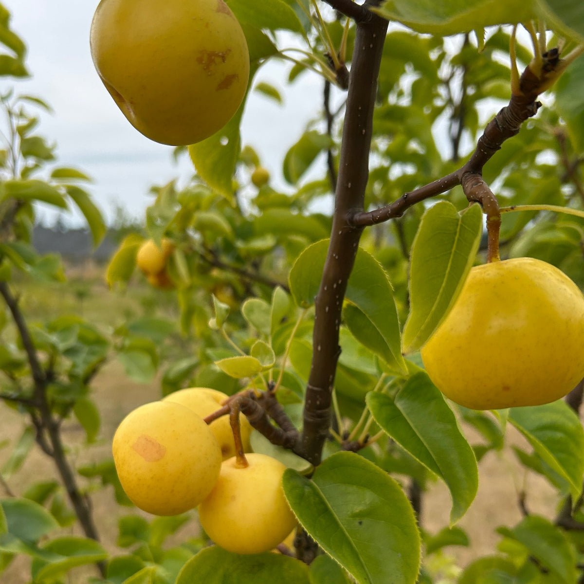 Shinseiki Pear Scionwood - Dingdong's Garden