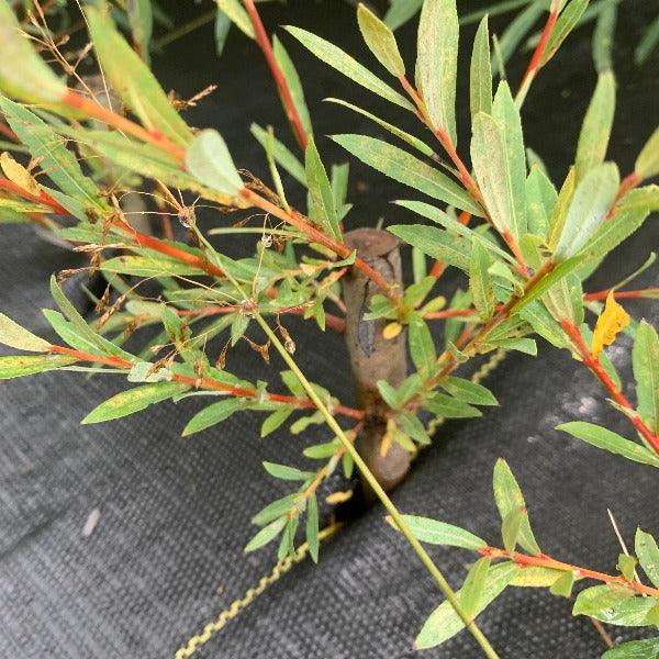 Silky Purple Willow Cutting - Dingdong's Garden