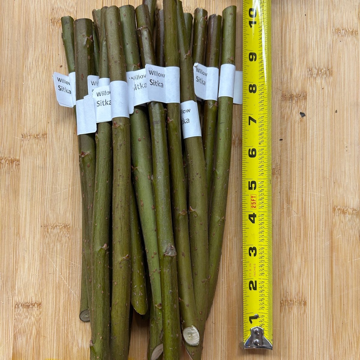 Sitka Willow Cutting - Dingdong's Garden