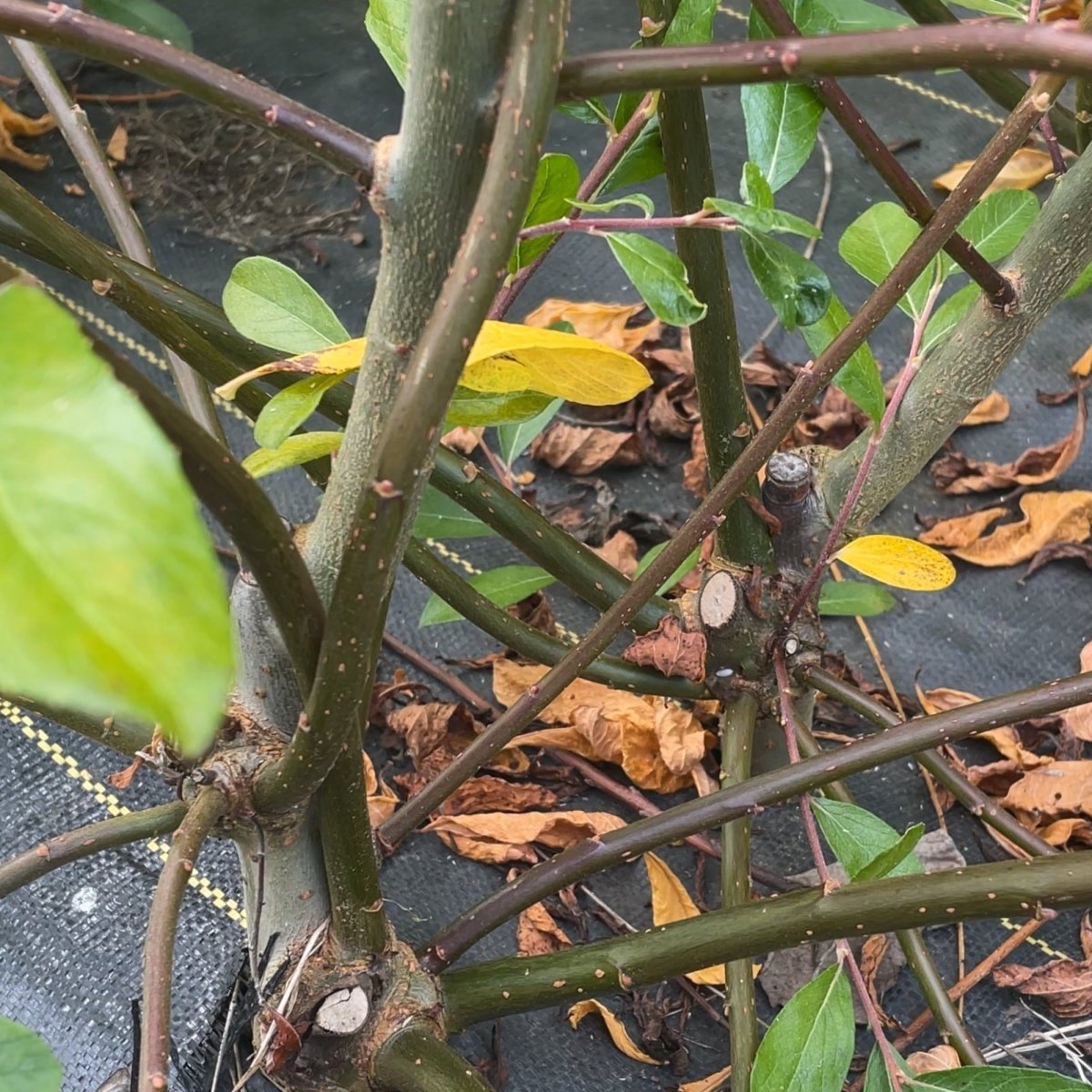 Sitka Willow Cutting - Dingdong's Garden