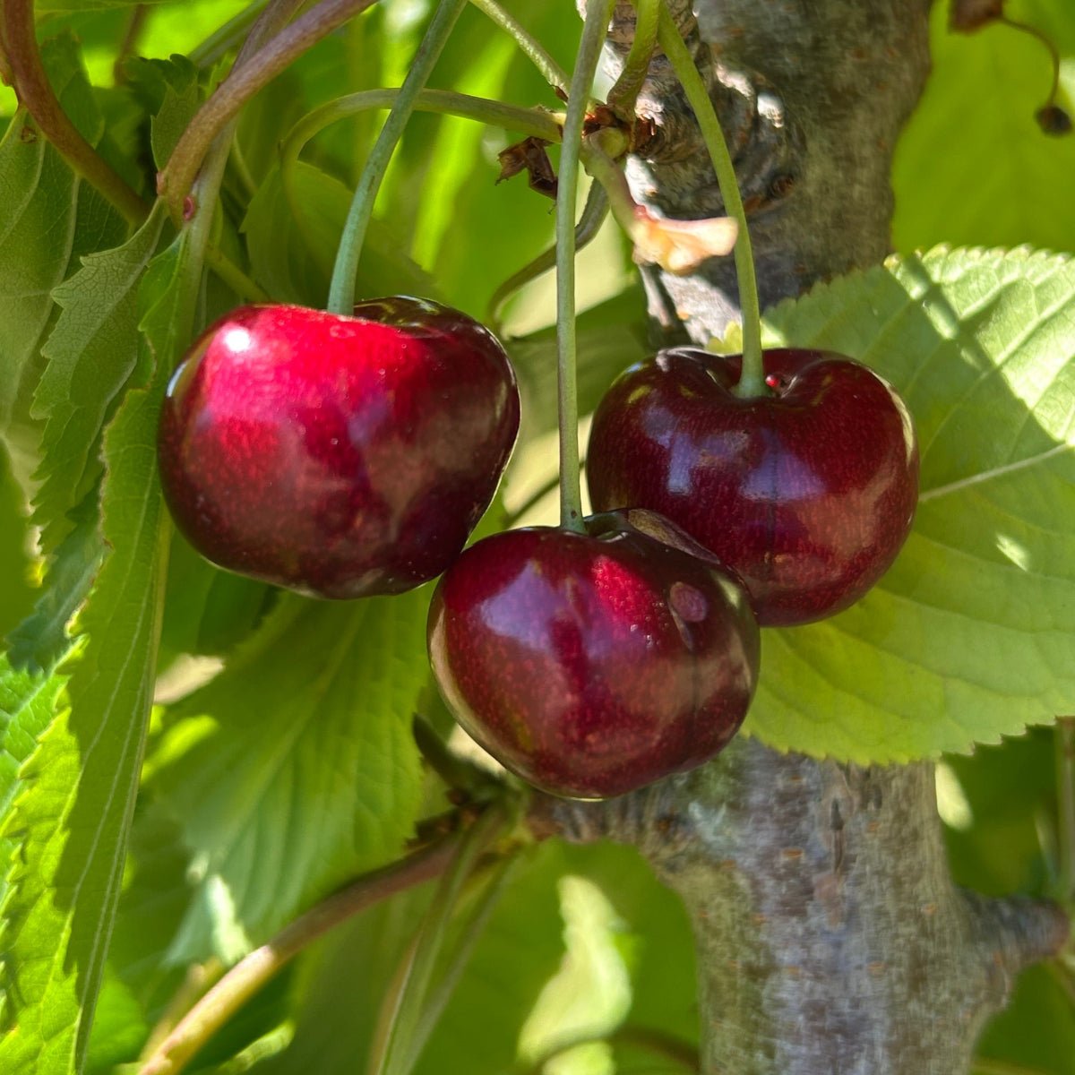 Skeena Cherry Scionwood - Dingdong's Garden