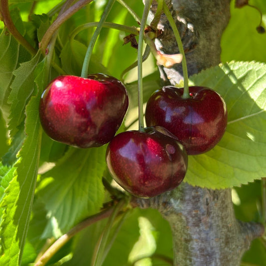Skeena Cherry Scionwood - Dingdong's Garden