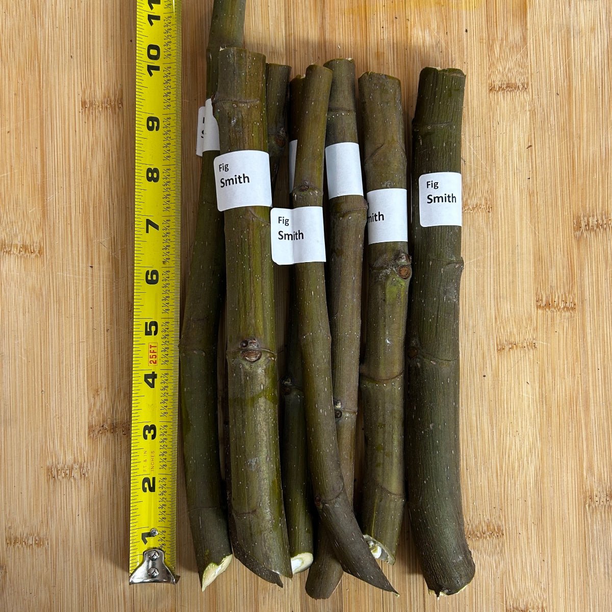 Smith Fig Cutting - Dingdong's Garden