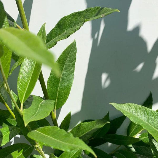 Smith's Willow Cutting - Dingdong's Garden