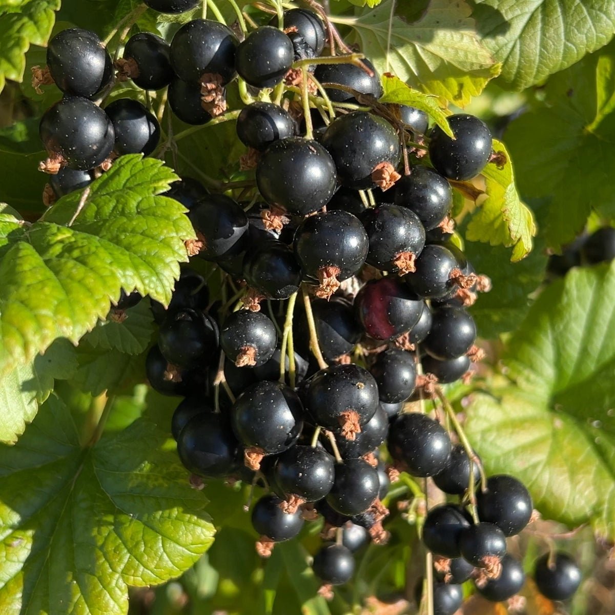 Steel Drum Black Currant Cutting - Dingdong's Garden