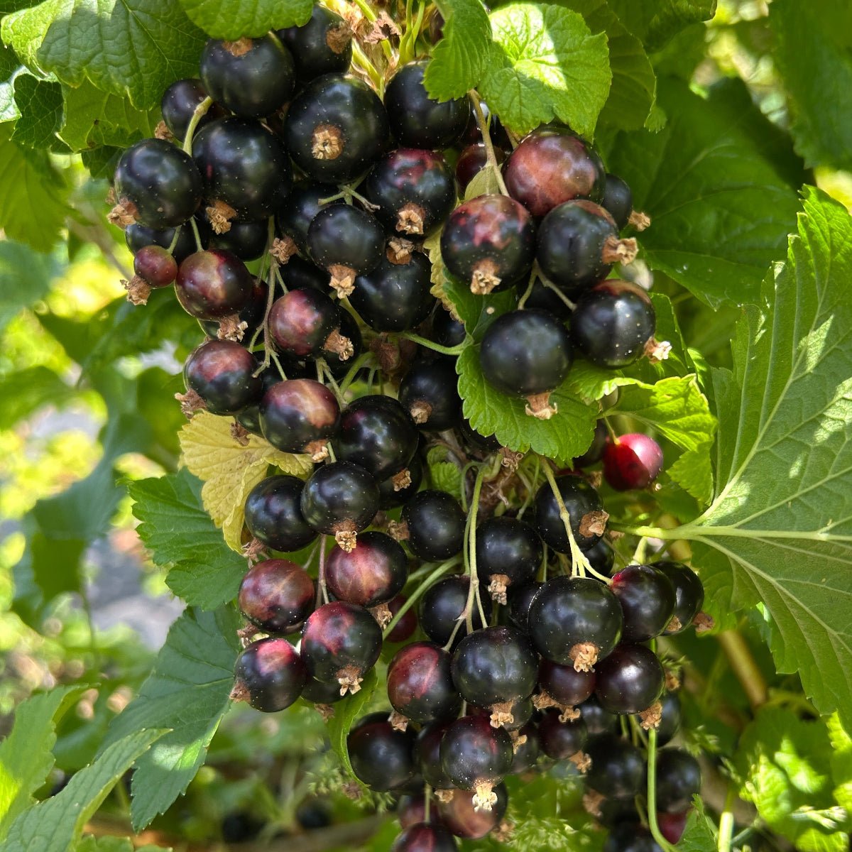 Steel Drum Black Currant Cutting - Dingdong's Garden