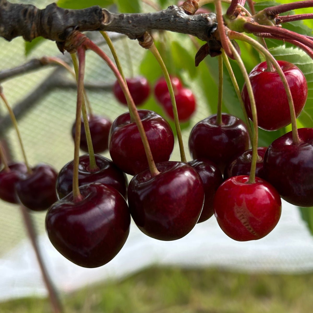 Stella Cherry Scionwood - Dingdong's Garden