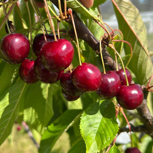 Stella Cherry Scionwood - Dingdong's Garden