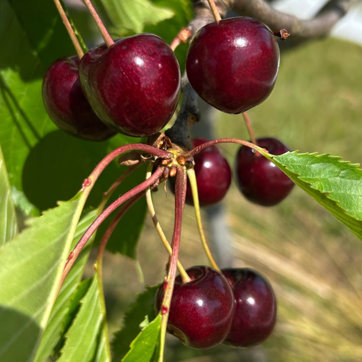 Stella Cherry Scionwood - Dingdong's Garden
