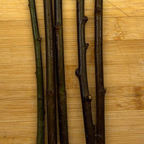 Streamco Willow Cutting - Dingdong's Garden