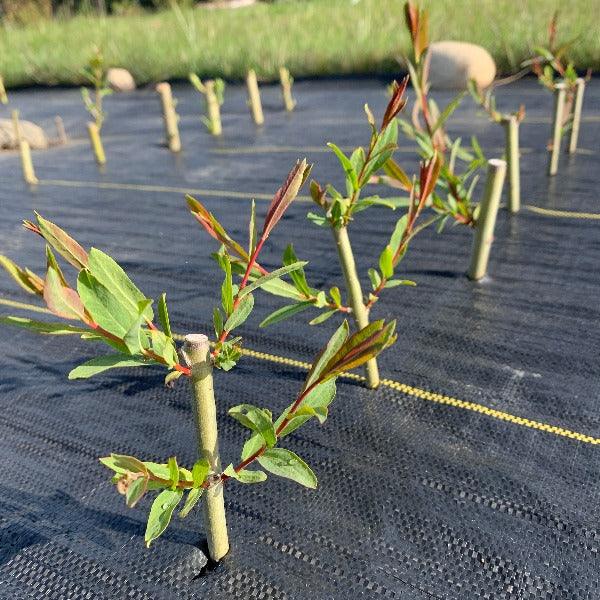 Streamco Willow Cutting - Dingdong's Garden