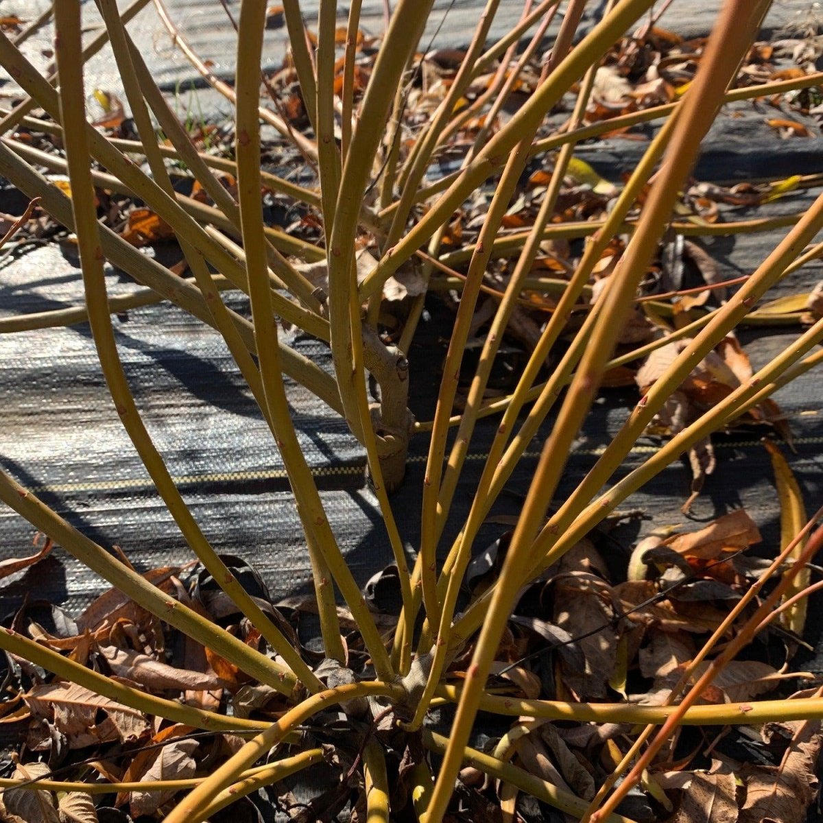 Streamco Willow Cutting - Dingdong's Garden