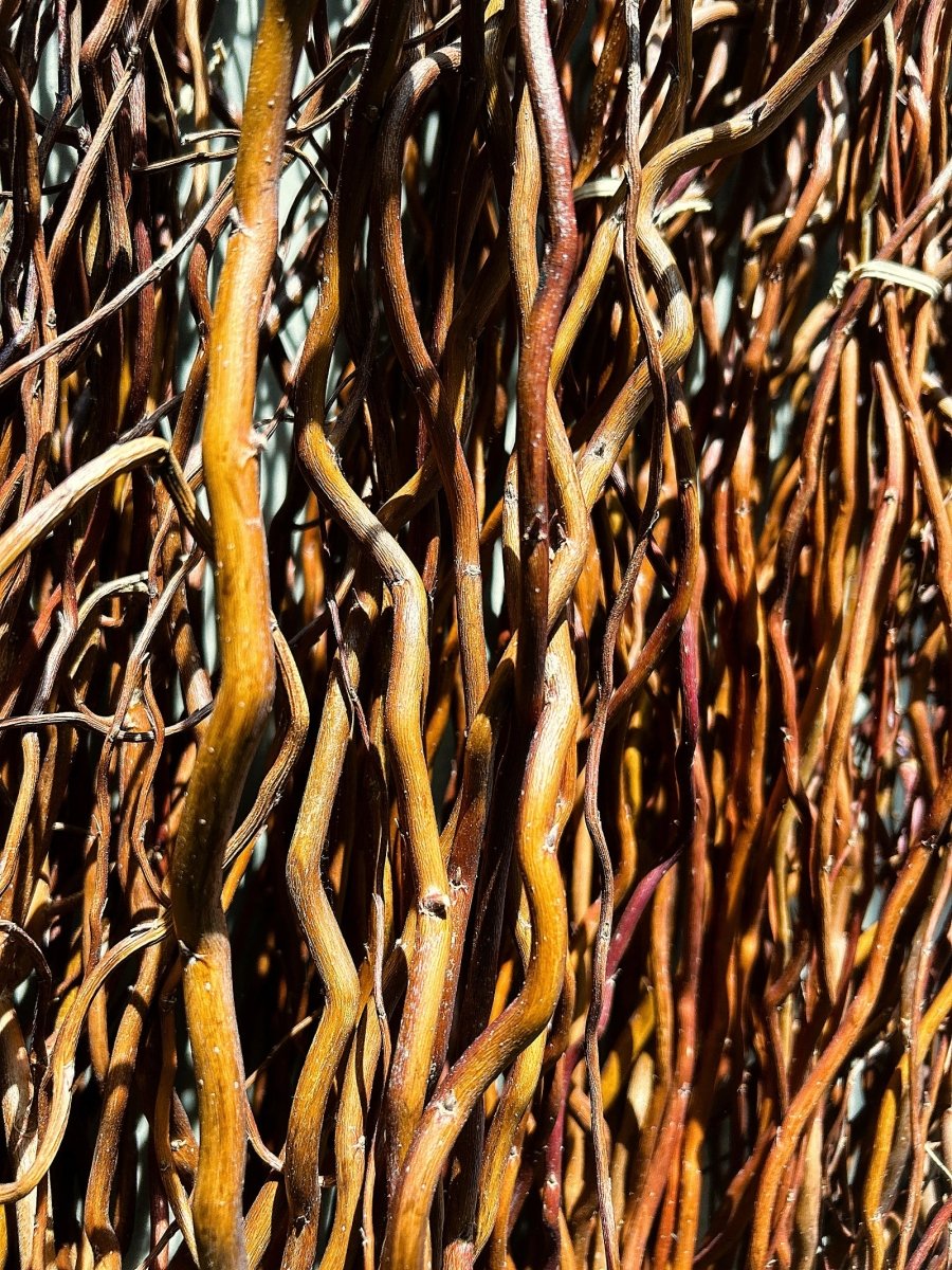 Sunny Twist Curly Decorative Willow 20 Piece Arrangement - Dingdong's Garden