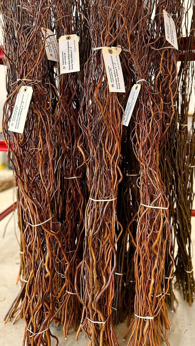 Sunny Twist Curly Decorative Willow 20 Piece Arrangement - Dingdong's Garden