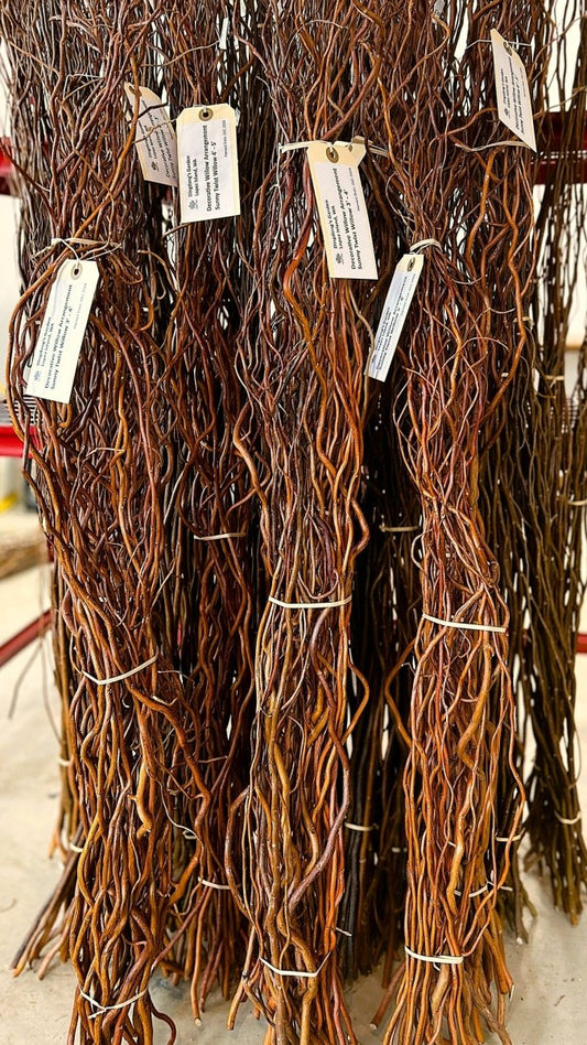 Sunny Twist Curly Decorative Willow 20 Piece Arrangement - Dingdong's Garden
