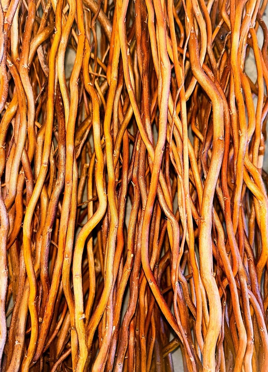 Sunny Twist Curly Decorative Willow 20 Piece Arrangement - Dingdong's Garden