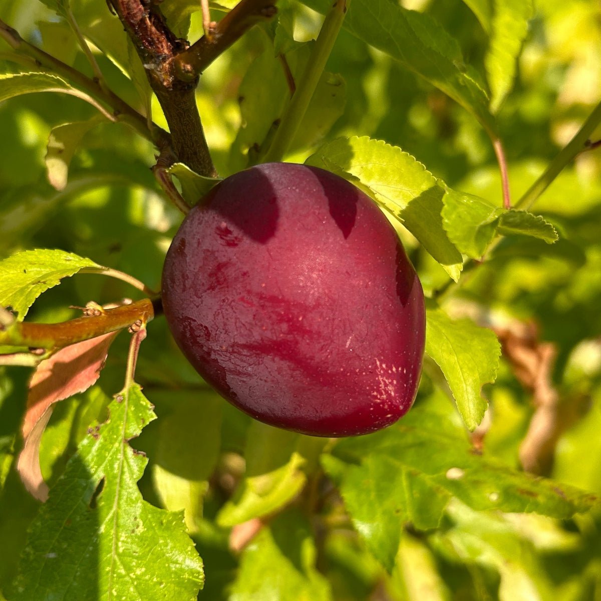 Sweet Treat Pluerry Plum Scionwood - Dingdong's Garden