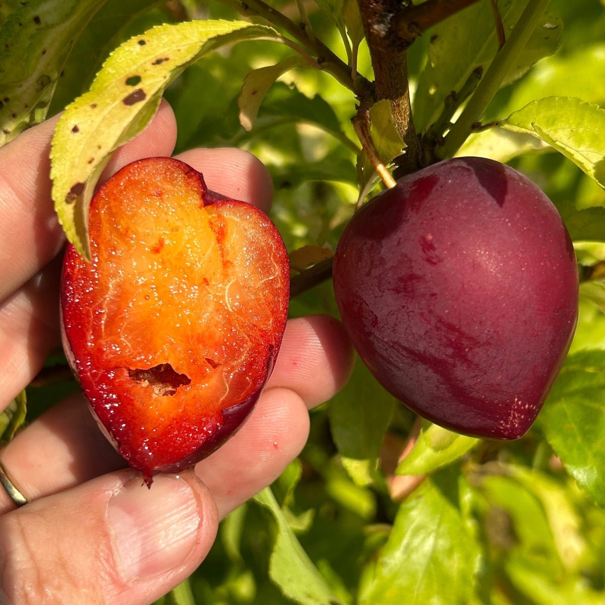 Sweet Treat Pluerry Plum Scionwood - Dingdong's Garden