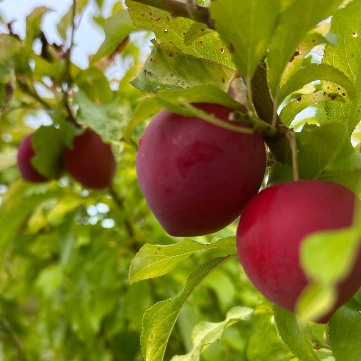 Sweet Treat Pluerry Plum Scionwood - Dingdong's Garden