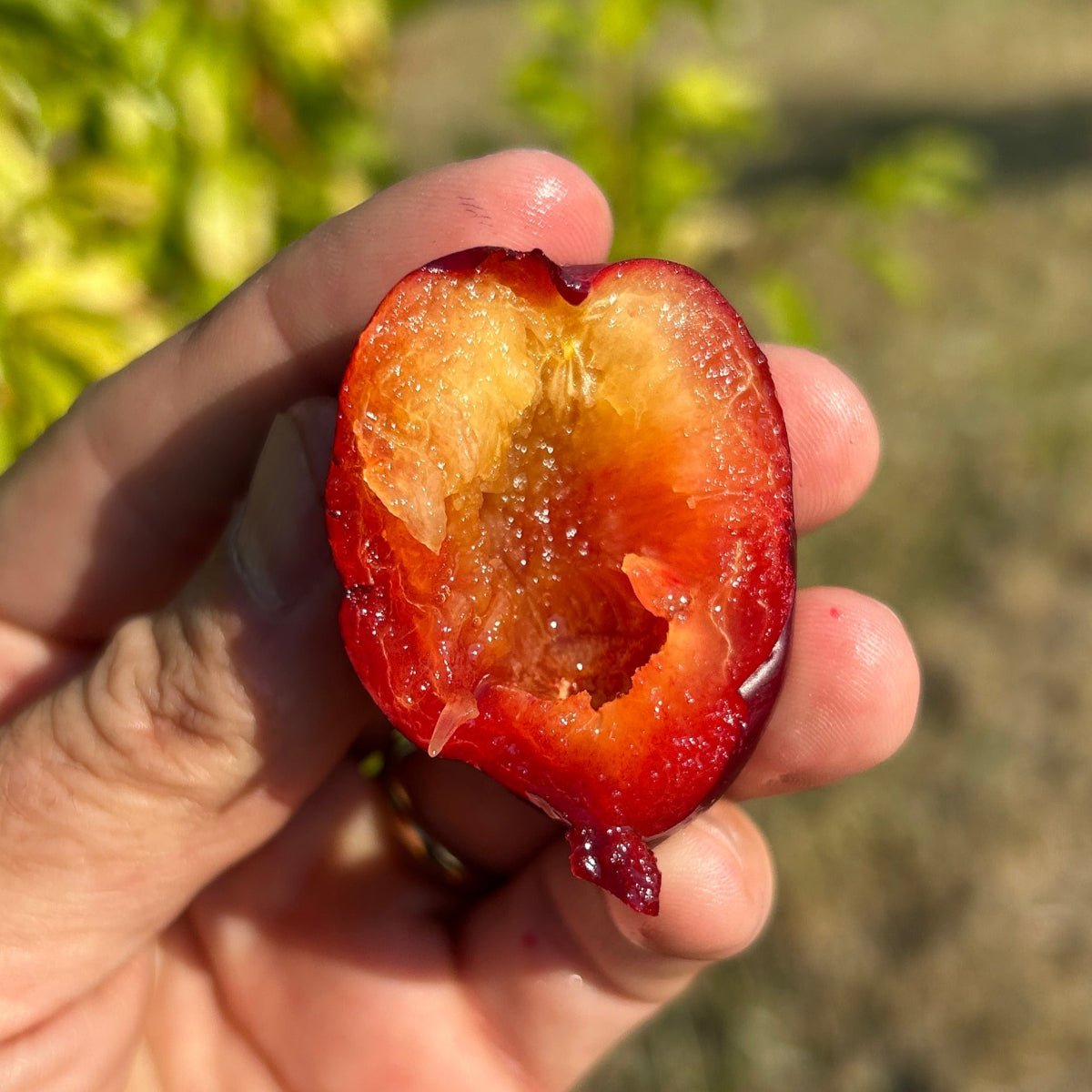 Sweet Treat Pluerry Plum Scionwood - Dingdong's Garden