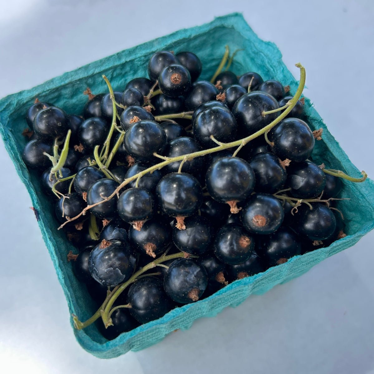 Tenah Black Currant Cutting - Dingdong's Garden
