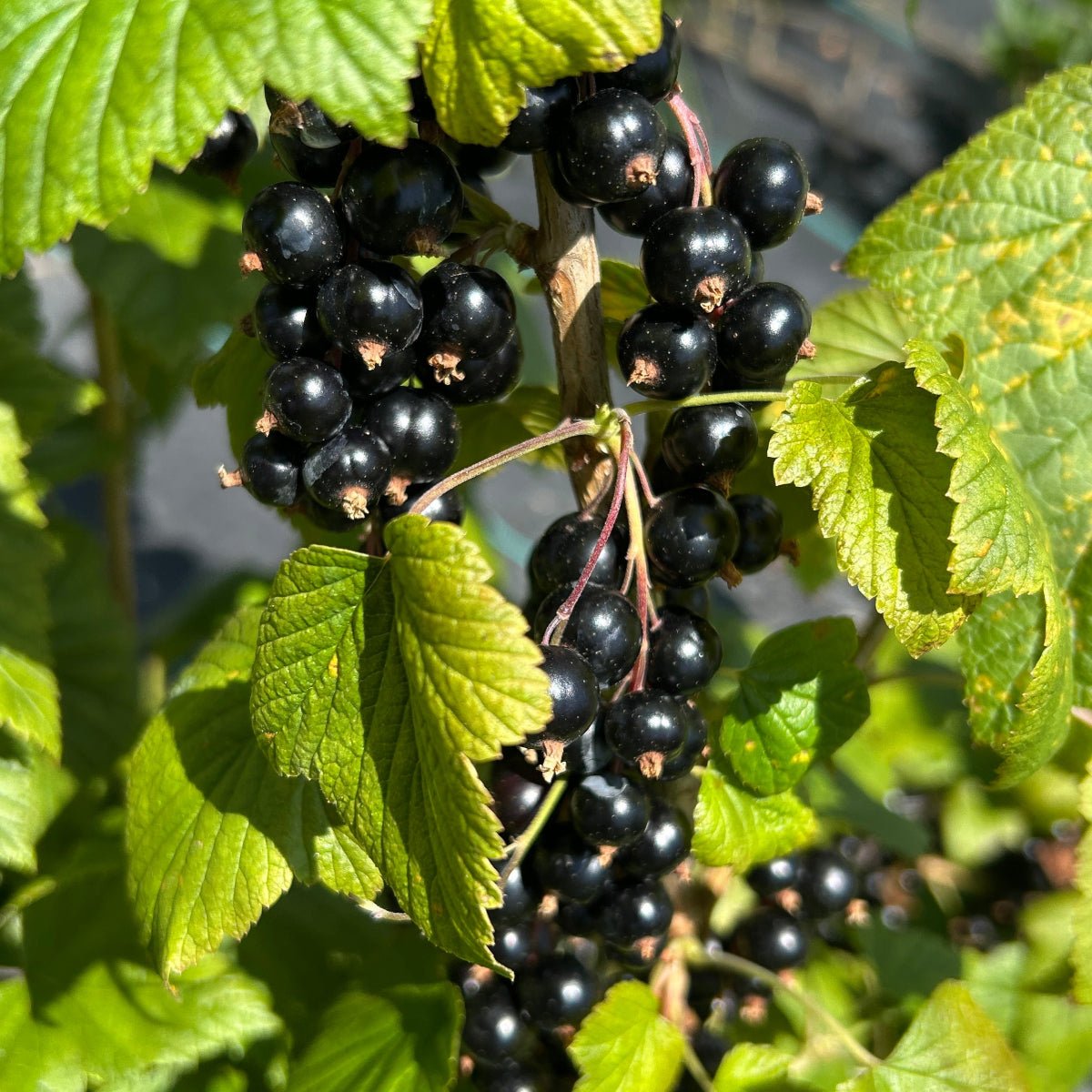 Tenah Black Currant Cutting - Dingdong's Garden