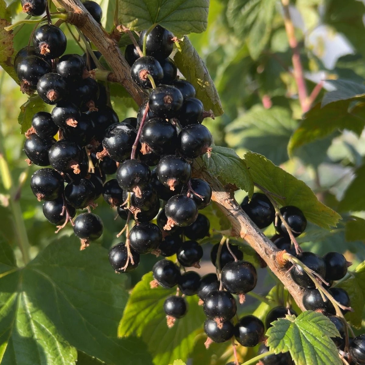 Tenah Black Currant Cutting - Dingdong's Garden