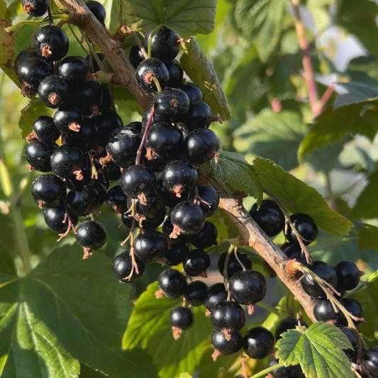Tenah Black Currant Cutting - Dingdong's Garden