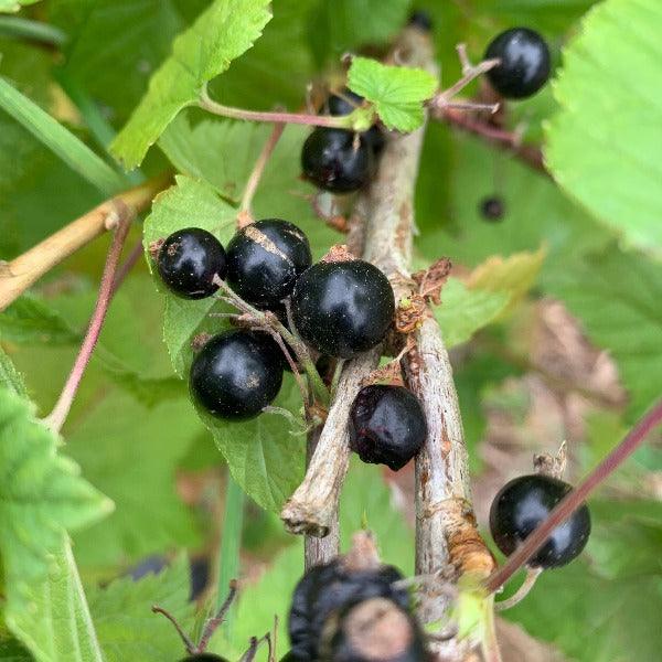Titania Black Currant Cutting - Dingdong's Garden
