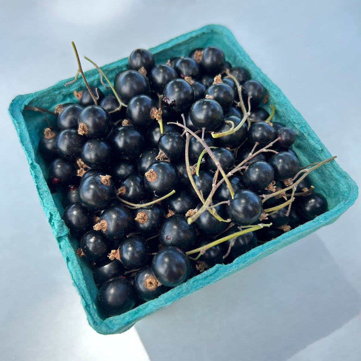 Titania Black Currant Cutting - Dingdong's Garden