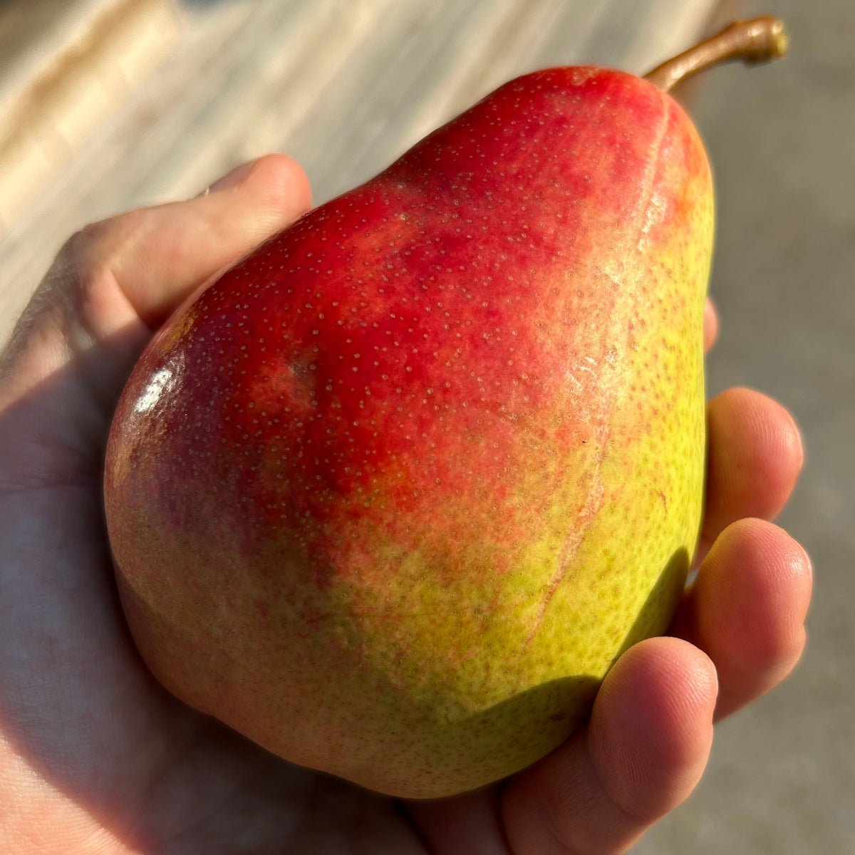 Ubileen Pear Scionwood - Dingdong's Garden