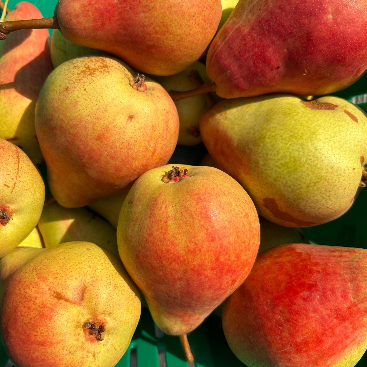 Ubileen Pear Scionwood - Dingdong's Garden