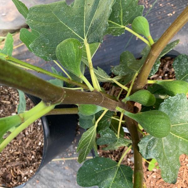 Unk Owensboro Fig Cutting - Dingdong's Garden