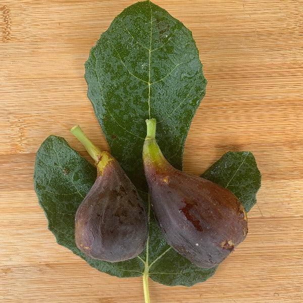 Unk Owensboro Fig Cutting - Dingdong's Garden