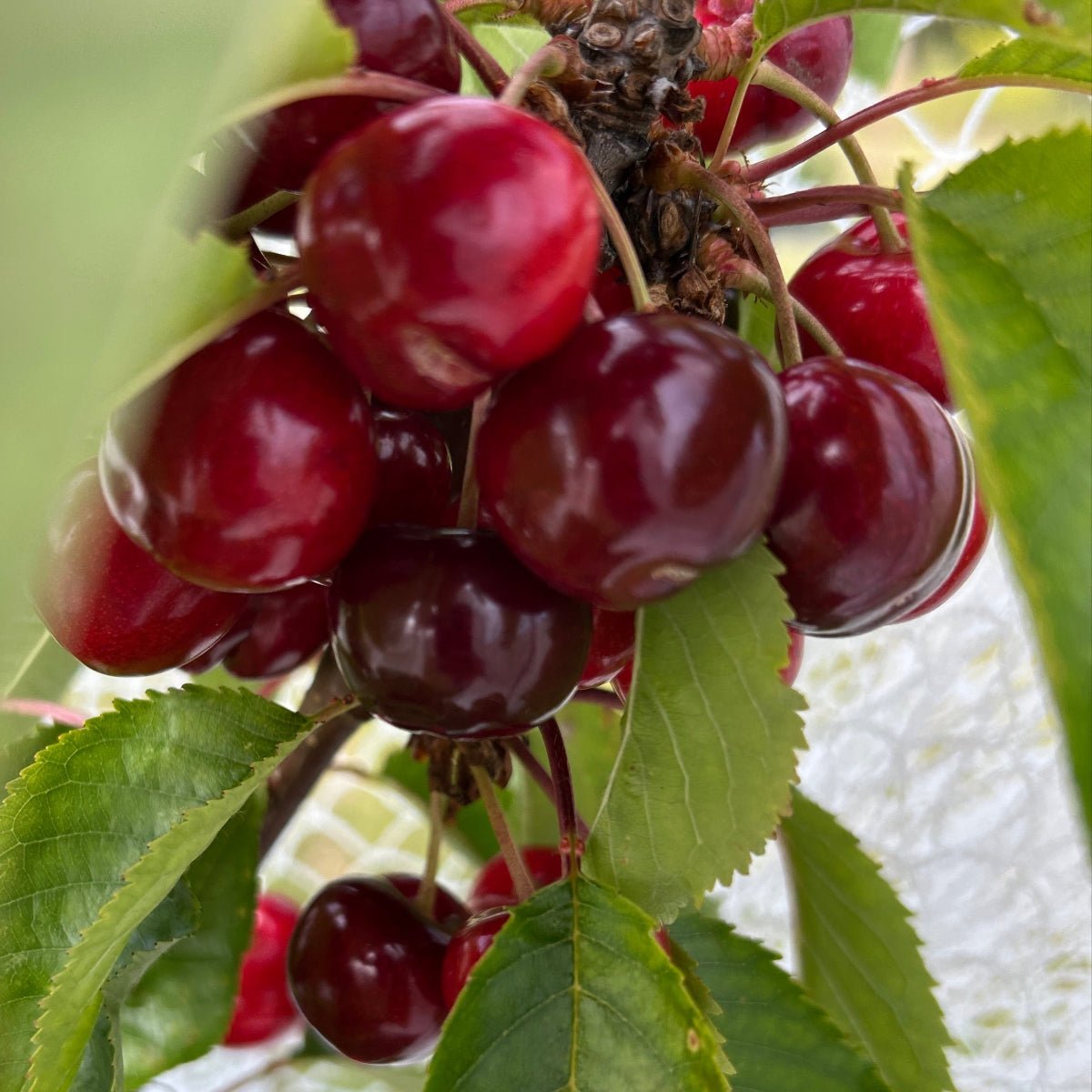 Van Cherry Scionwood - Dingdong's Garden