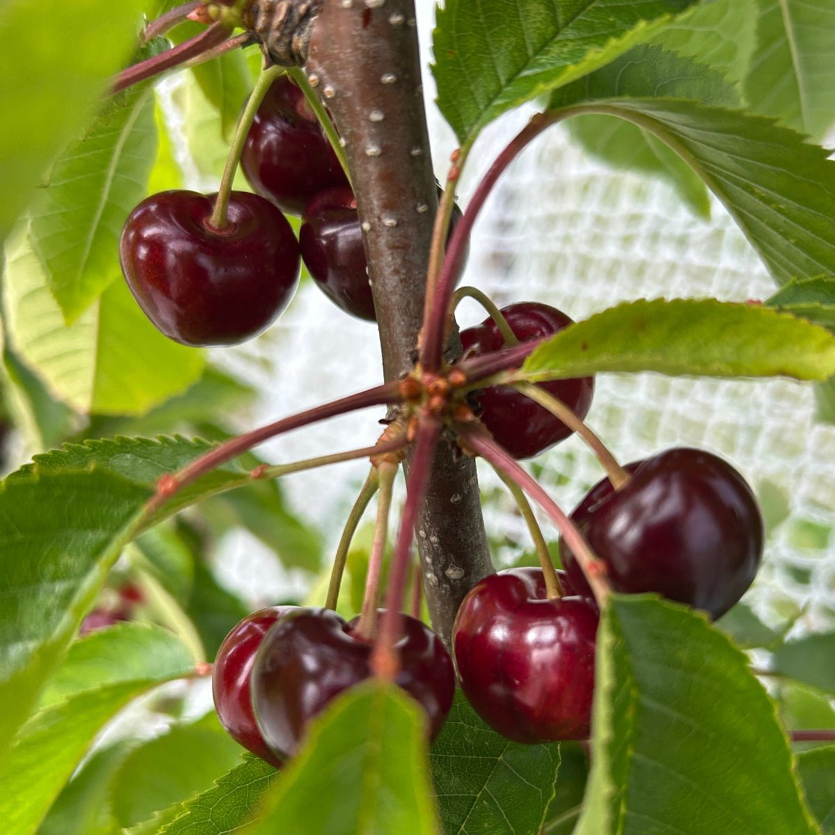 Van Cherry Scionwood - Dingdong's Garden