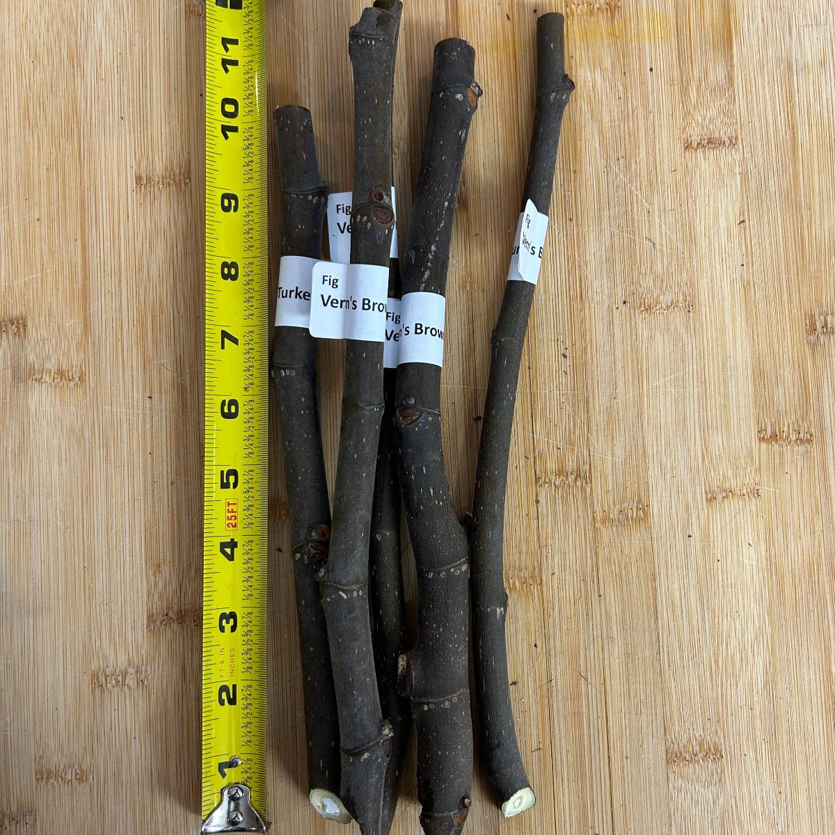 Vern's Brown Turkey Fig Cutting - Dingdong's Garden