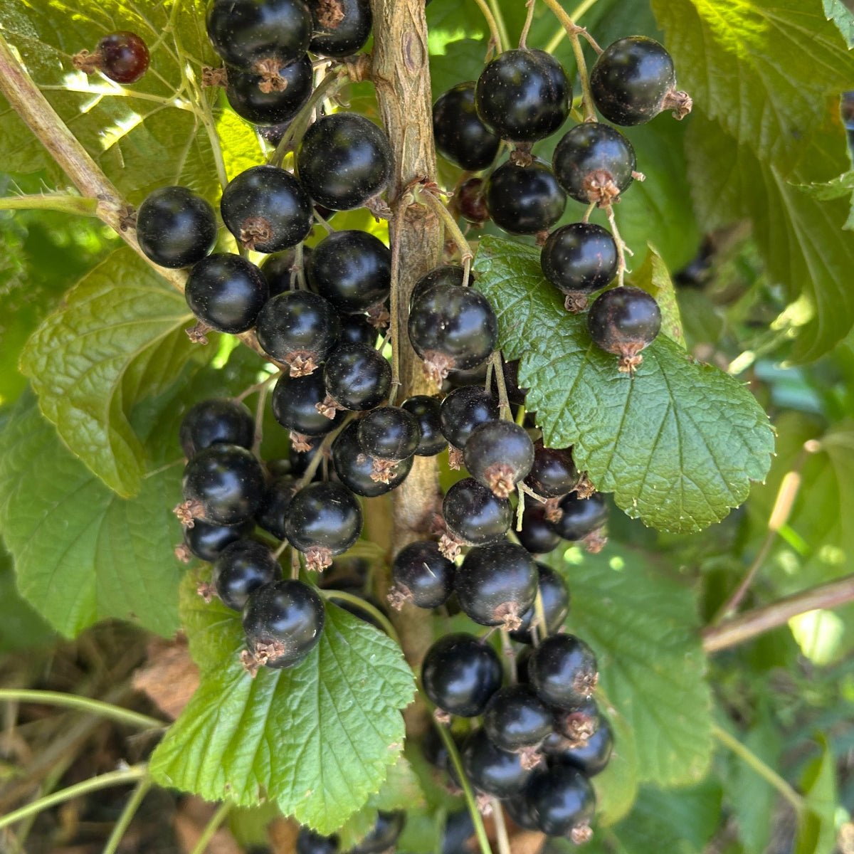 Viola Black Currant Cutting - Dingdong's Garden