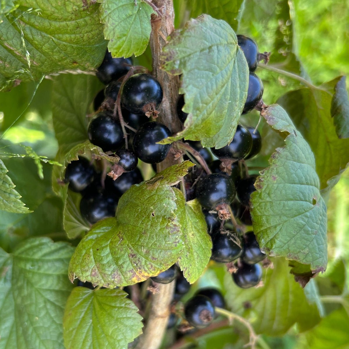 Viola Black Currant Cutting - Dingdong's Garden