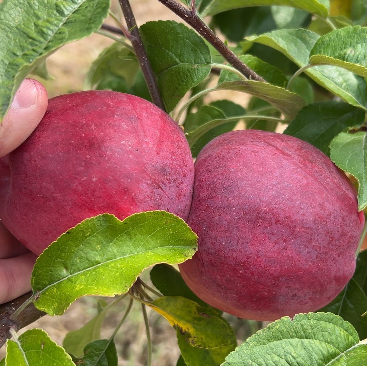 Williams Pride Apple Scionwood - Dingdong's Garden