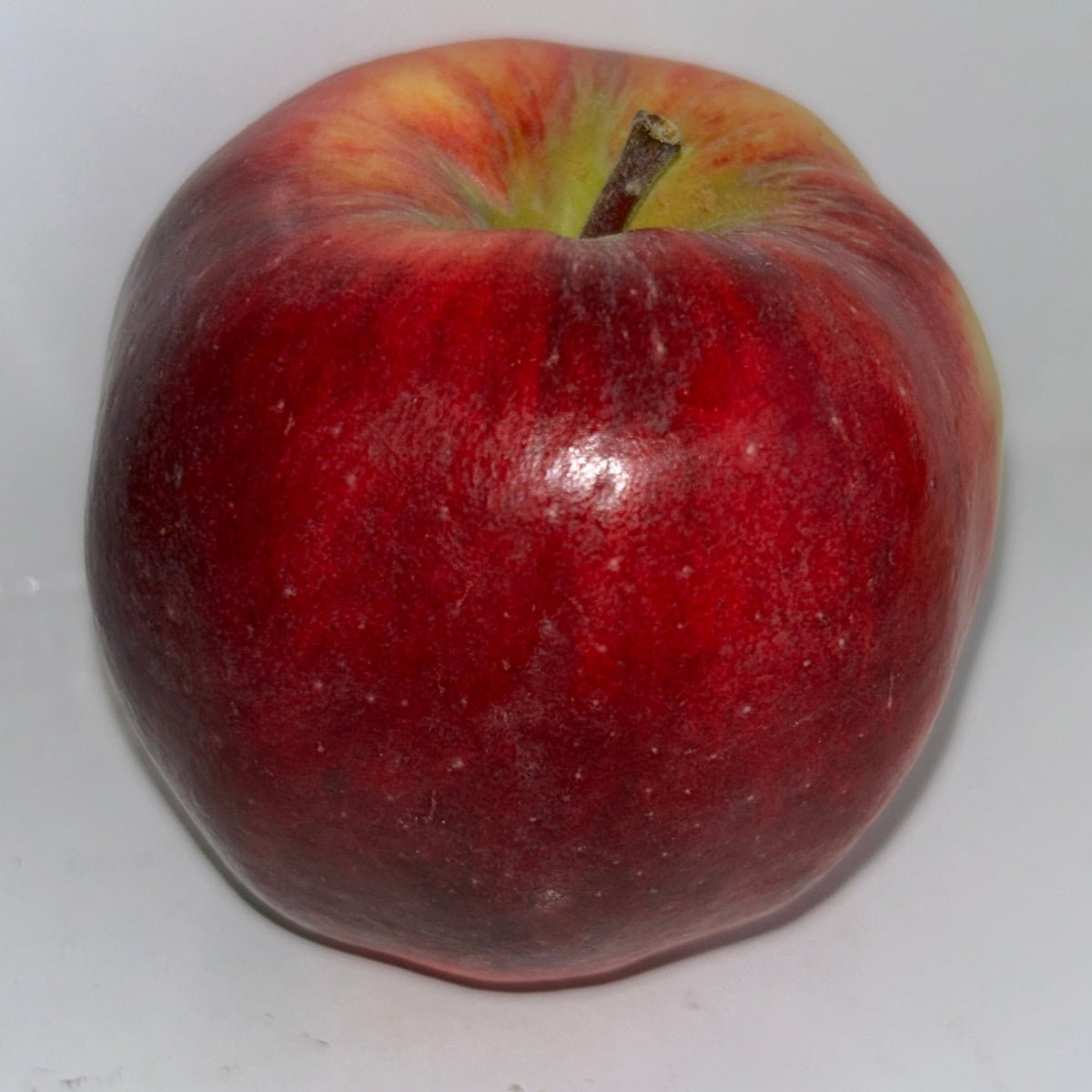 Williams Pride Apple Scionwood - Dingdong's Garden