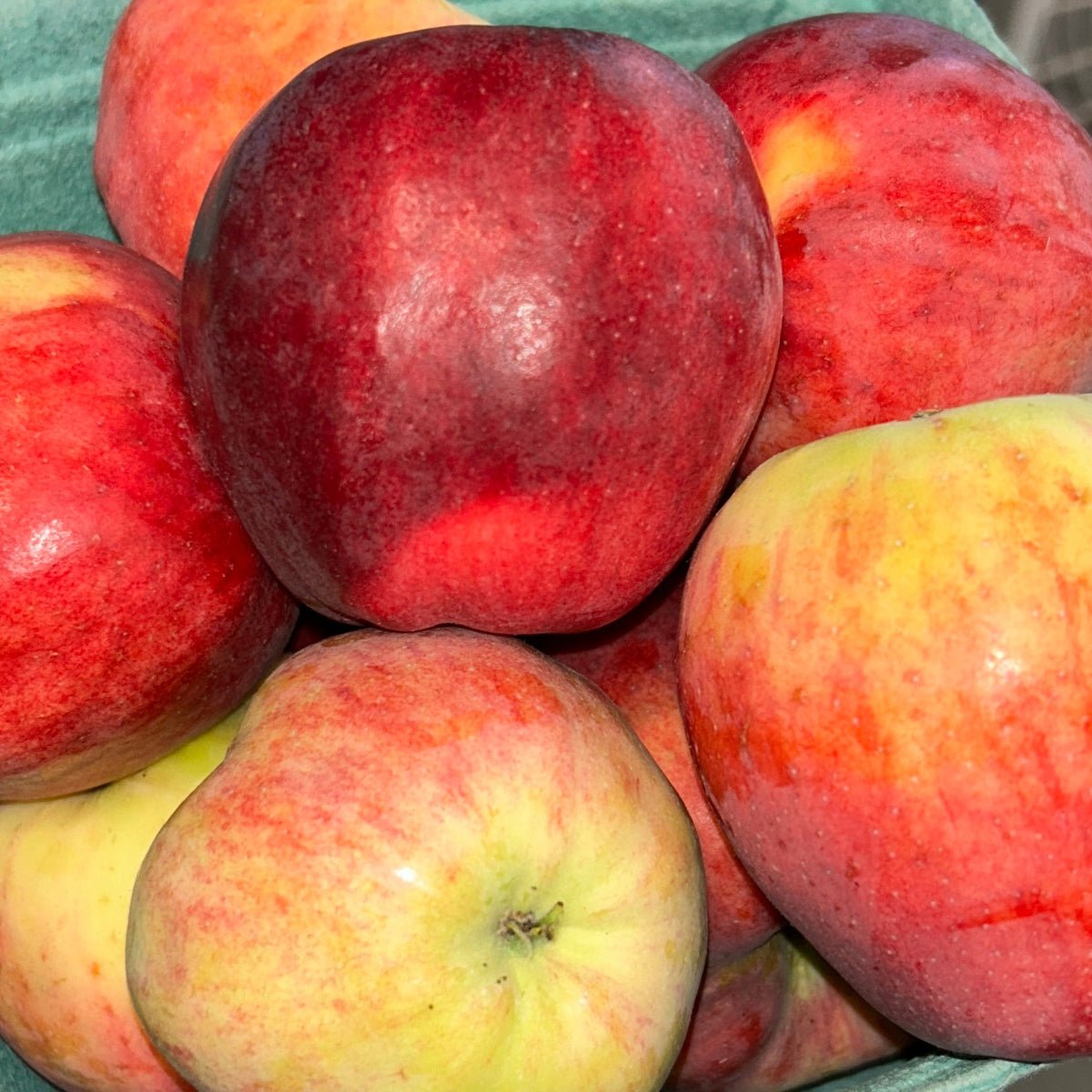 Williams Pride Apple Scionwood - Dingdong's Garden