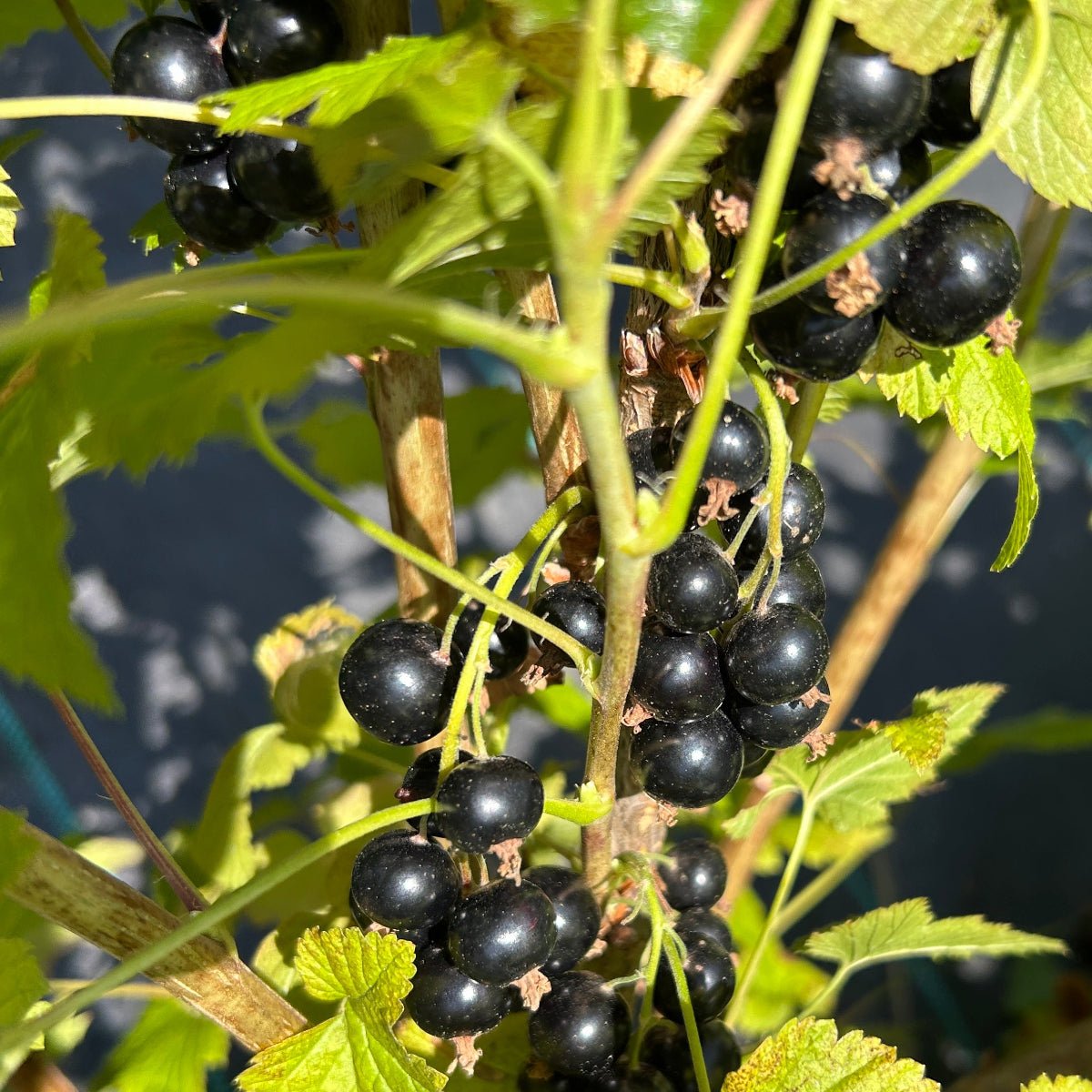 Willoughby Black Currant Cutting - Dingdong's Garden