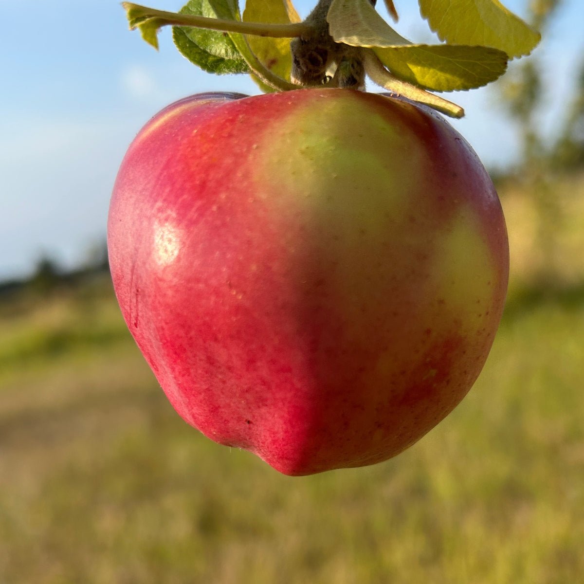 Winter Banana Apple Scionwood - Dingdong's Garden