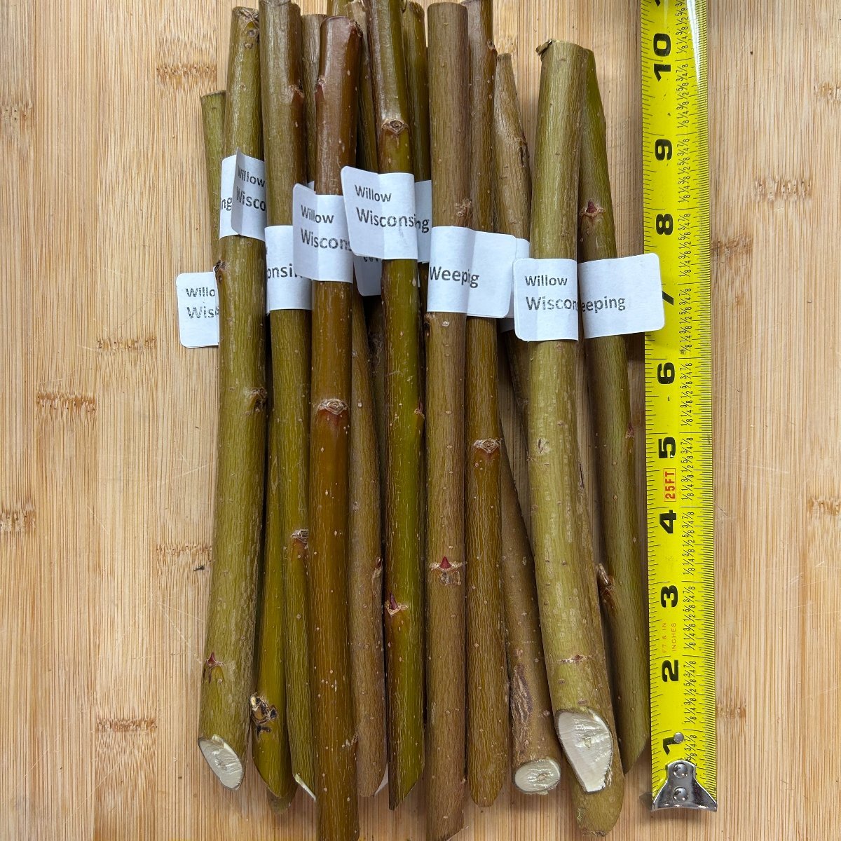 Wisconsin Weeping Willow Cutting - Dingdong's Garden