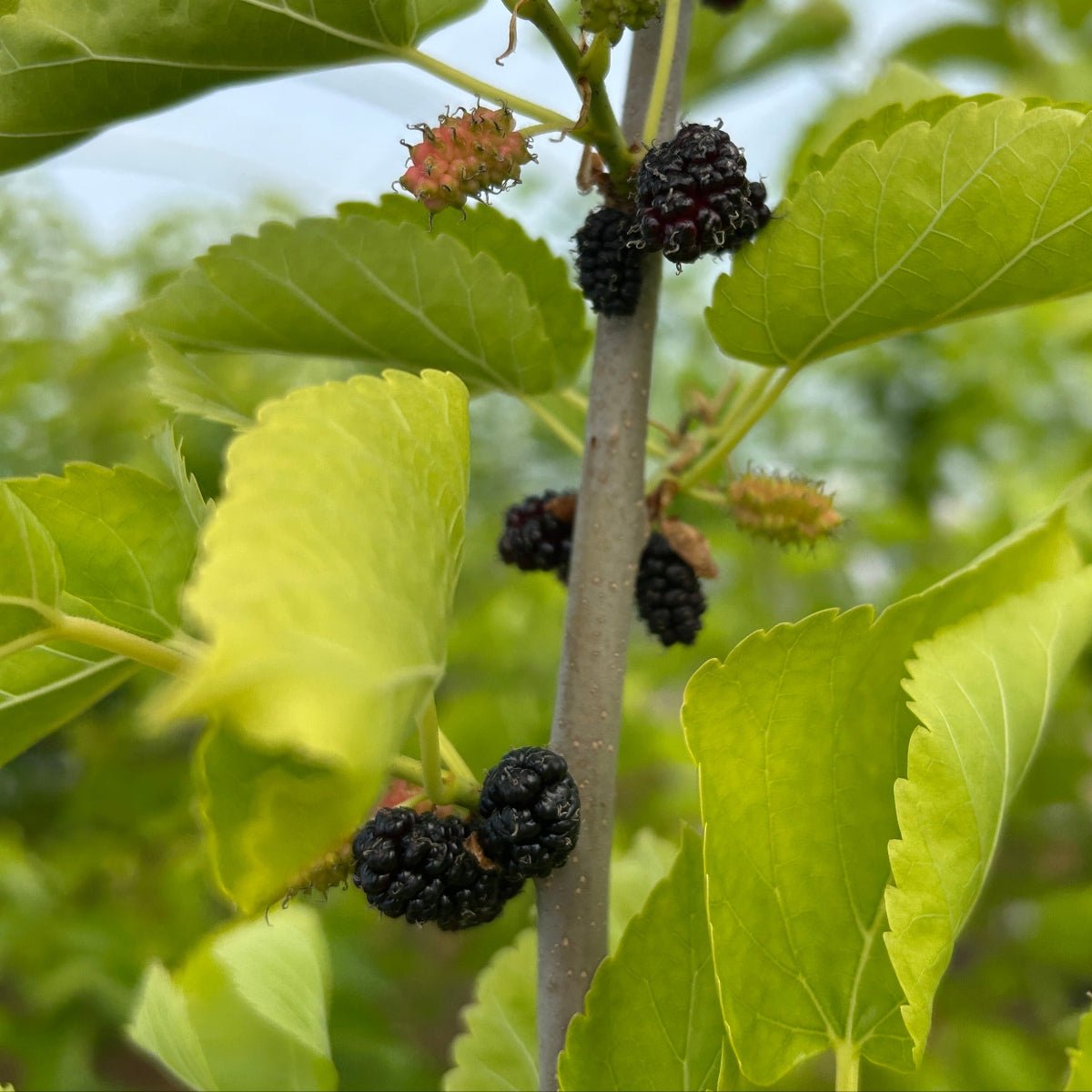 Wonder Berry Mulberry Cutting - Dingdong's Garden