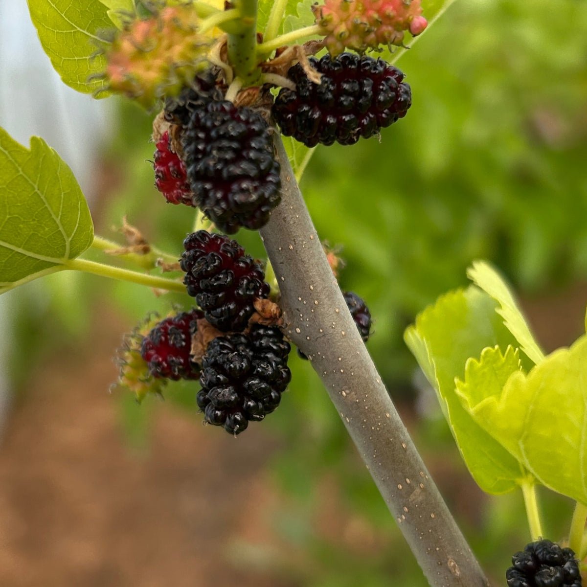 Wonder Berry Mulberry Cutting - Dingdong's Garden