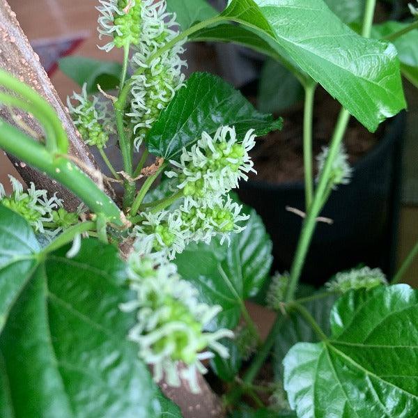 World's Best Mulberry Cutting - Dingdong's Garden