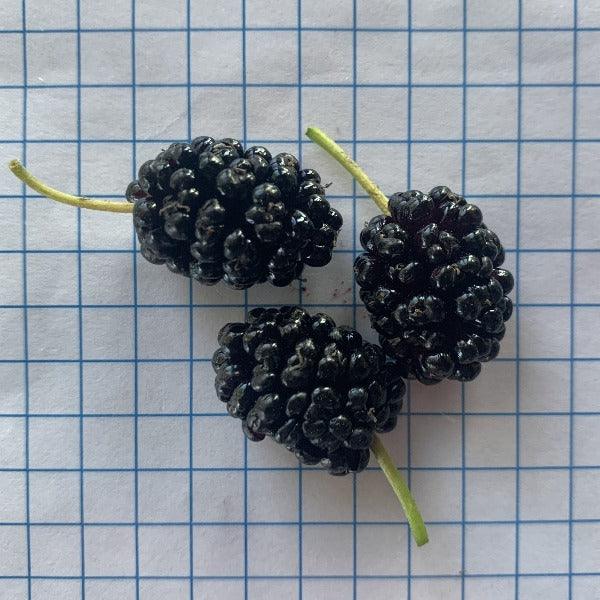 World's Best Mulberry Cutting - Dingdong's Garden