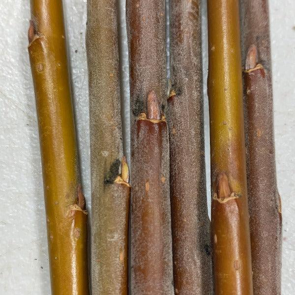 Aquatica Gigantea Germany Willow Cutting - Dingdong's Garden